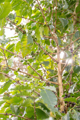 coffee beans on branch