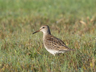 An immature Pectoral Sandpiper standing in wet grass