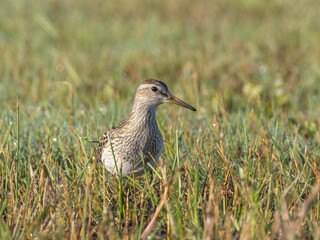 An immature Pectoral Sandpiper standing in wet grass