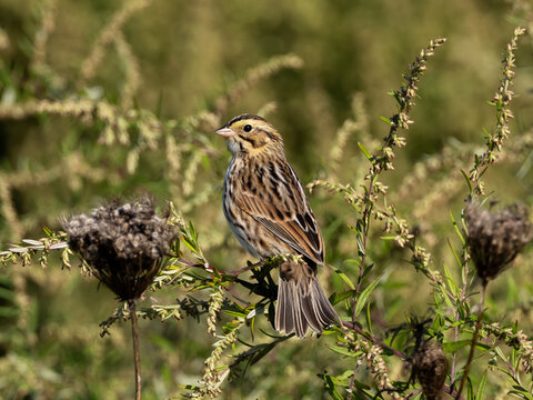 A Savannah Sparrow sitting up amongst flower stalks and seedheads
