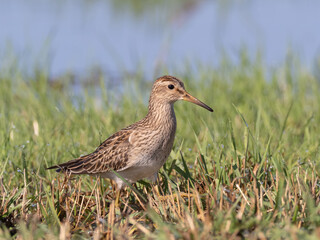 An immature Pectoral Sandpiper walking through wet grass