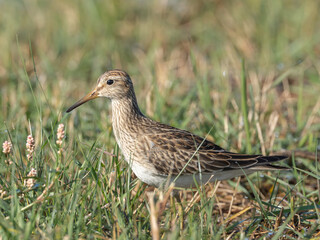 An immature Pectoral Sandpiper walking through wet grass