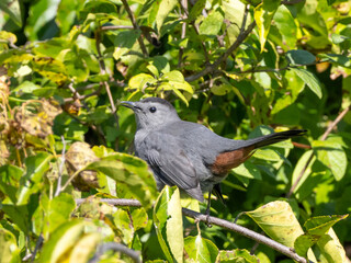 A close up of a Gray Catbird perched on a small branch and showing the rusty undertail