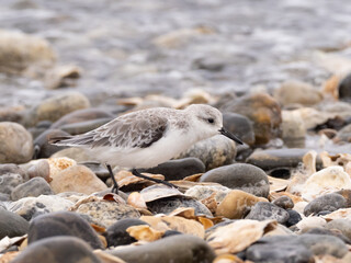 A Sanderling in basic winter plumage actively feeding amongst pebbles on the shore