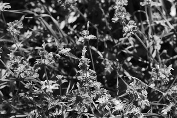 Henbit in black and white during spring season in Texas yard.