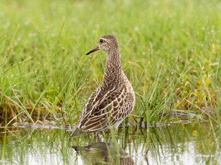 An immature Pectoral Sandpiper standing in a grassy puddle