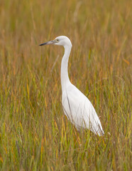 An immature Little Blue Heron walking through fall colored marsh grass