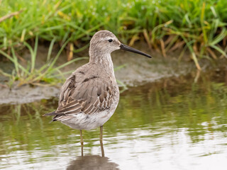 A Stilt Sandpiper molting into basic winter plumage standing in shallow water