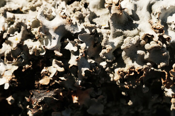 Lichen in macro closeup, natural symbiotic concept in nature.