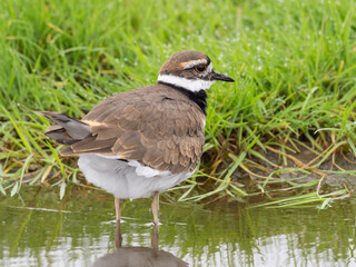 A Killdeer standing in shallow water amongst grassy vegetation