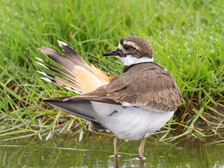 A Killdeer standing and preening in shallow water amongst grassy vegetation