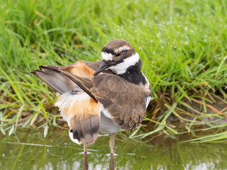A Killdeer standing and preening in shallow water amongst grassy vegetation
