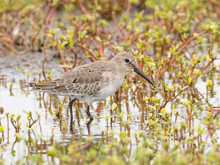 A Dunlin molting into basic winter plumage feeding amongst vegetation in shallow water