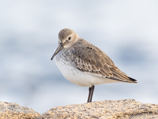 A close up of a Dunlin in basic winter plumage standing up on a granite rock