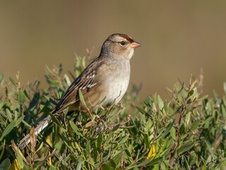 An immature White-crowned Sparrow sitting up in bright sunlight