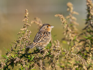 Fototapeta premium A Grasshopper Sparrow sitting up amongst seedheads in bright sunlight