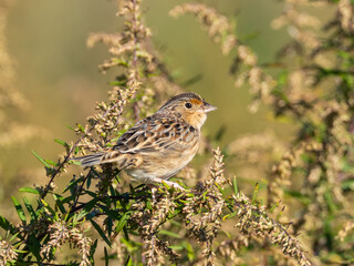 A Grasshopper Sparrow sitting up  amongst seedheads in bright sunlight