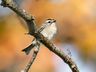 A Golden-crowned Kinglet perched on a small branch with a background of fall color