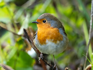 A close up of a European Robin perched on a small twig
