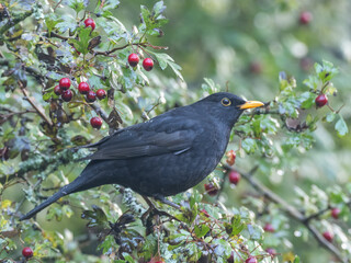 A male Eurasian Blackbird perched amongst hawthorn berries