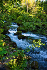 Fototapeta premium Stream through green trees at Golling Waterfall on a spring morning in Golling an der Salzach, Austria.