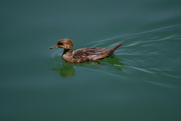 Baby duck in clear water