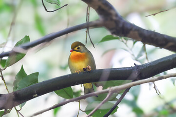 枝にとまるソウシチョウ