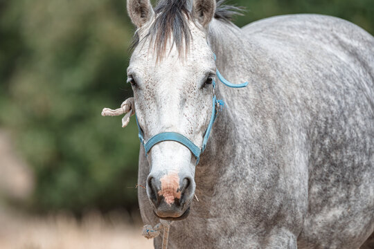 White horse wearing blue halter standing in paddock