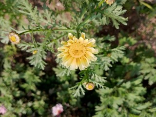 Chrysanthemum indicum is a flowering plant commonly called Indian chrysanthemum, within the family Asteraceae and genus Chrysanthemum.