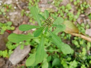 Gamochaeta are called cudweeds or everlastings. 