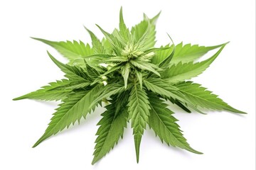 Macro Hemp Flower with Green Leaves. Isolated Medical Marijuana or Hemp Bud on White Background for Ganja or Cannabis Concepts