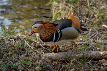 Mandarin-Ente mit pr&auml;chtigem bunten Gefieder am Ufer der Dahme in Berlin-K&ouml;penick