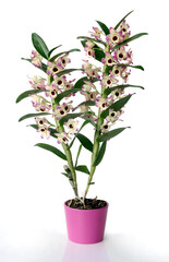 Various colorful pretty orchid flowers close up