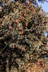 diaglezia coniferous tree and brown cones