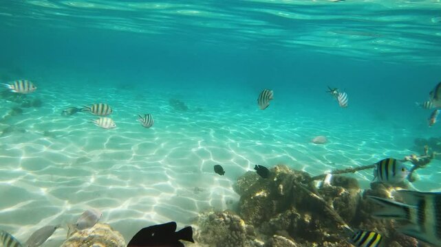 Mix of Red Sea Fish on Coral Reef, Hurghada, Egypt