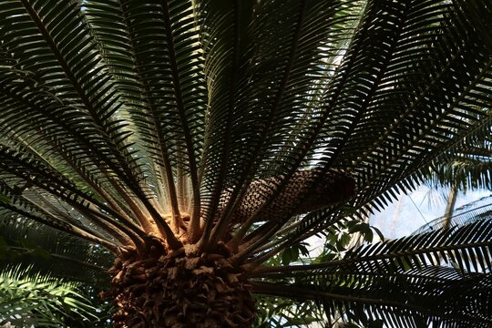 tropical plant DIOON EDULE -Zamiaceae Family with huge edible fruit
