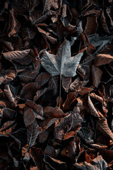 Herbstlaub