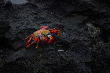 Galapagos Lava Rock Beach with Crab