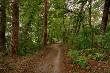 Zwischen Bäumen und Farnen schlängelt sich der Wanderweg entlang des Nordufers der Dahme in Berlin-Köpenick