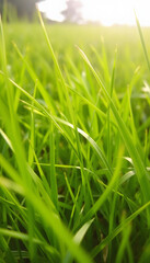 Green summer nature background grass, close-up, with white tones