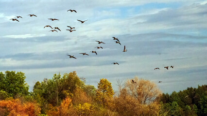 A flock of Canada Goose flying to the sky for migrating to the South