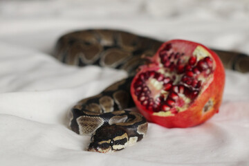 Snake with fruit on blankets
