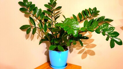 A plant in a blue pot sits on a wooden table