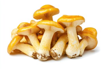 Vibrant Raw Chanterelles: Fresh Yellow Mushrooms from the Forest, Perfect for Culinary Delights