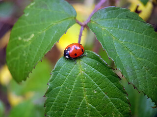 Ladybird on leaf summer garden