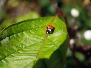 Ladybird on leaf summer garden