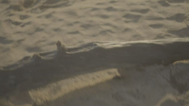 arvore seca na areia