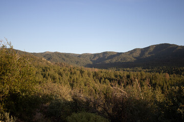 Prescott Arizona Summer Forest Landscape