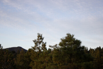 Obraz premium Prescott Arizona Summer Forest Landscape