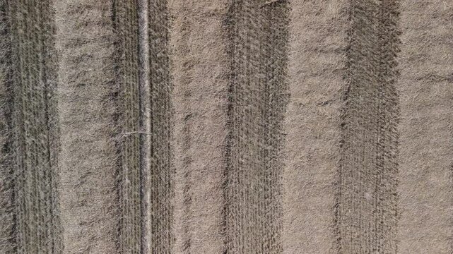 Top-down perspective of an agricultural field with dry crops arranged in parallel rows.